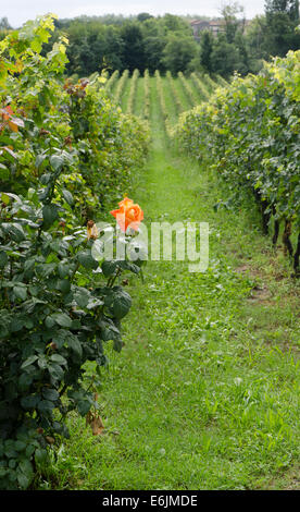 I vigneti di La montina vino in Il Dosello della Franciacorta, Lombardia, Italia settentrionale. Foto Stock