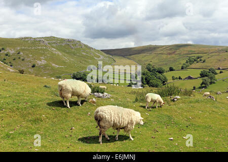 Le Yorkshire Dales National Park a Gordale Scar vicino Malham Yorkshire England Regno Unito Foto Stock