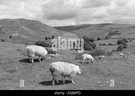 Le Yorkshire Dales National Park a Gordale Scar vicino Malham Yorkshire England Regno Unito Foto Stock