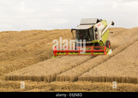 Macchina mietitrebbiatrice la mietitura del frumento da una coltivazione di grano. La Scozia, Regno Unito Foto Stock