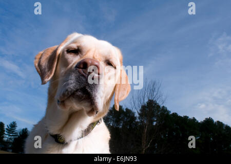 Il Labrador Retriever, originariamente da Terranova, furono inizialmente utilizzate nel lavorare a fianco del pescatore, aiutando a tirare in reti e Foto Stock