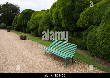 Una panca di legno accanto alla doppia gigante yew hedge noto come "l'elefante" siepe, Castello di Rockingham, Northamptonshire, Inghilterra Foto Stock