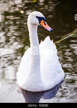 Majestic swan galleggianti sulla superficie dell'acqua Foto Stock