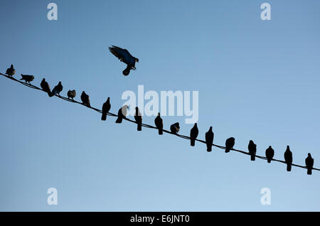 Gli uccelli in un filo. Foto Stock