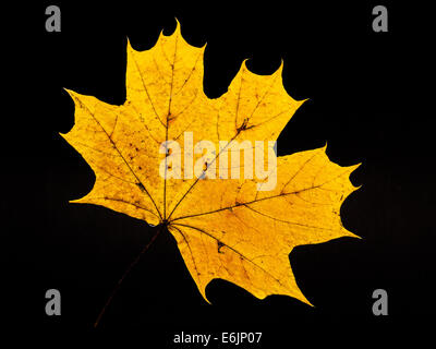 Golden Leaf isolato di sfondo sul nero . Foto Stock