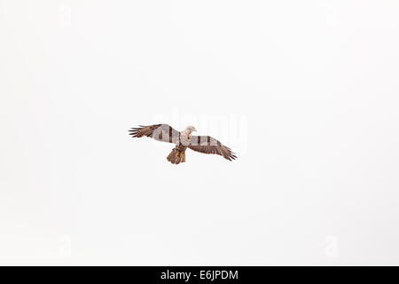 Hawk dalle isole Galapagos Foto Stock