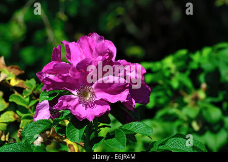 Bellissimi fiori rosa rosa canina Foto Stock