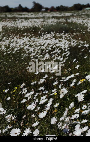 Namaqualand fiori di primavera in Velddrif, Costa Ovest, Sud Africa Foto Stock