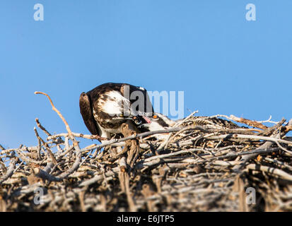 Adulto Osprey alimentare pesce ad un pulcino su nido, Pandion haliaetus, sea hawk, pesce eagle, fiume hawk, pesce hawk, raptor Foto Stock
