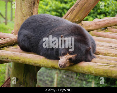 Un sonno Spectacled recare presso i Laghi del Sud lo Zoo Safari, Cumbria, Inghilterra Foto Stock