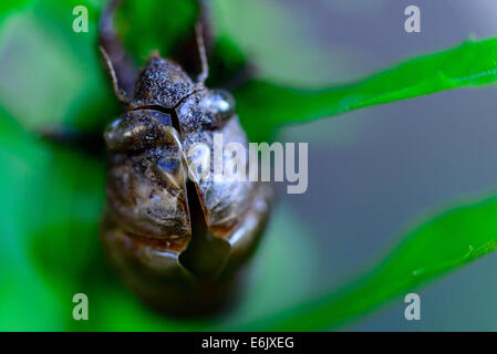 Abbandonata cicala shell aggrappati ad un impianto Foto Stock