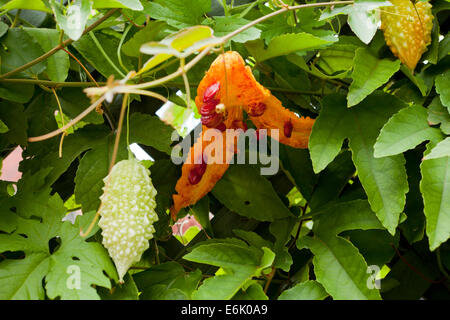 Amari frutti di melone (Momordica charantia) sulla vite Foto Stock