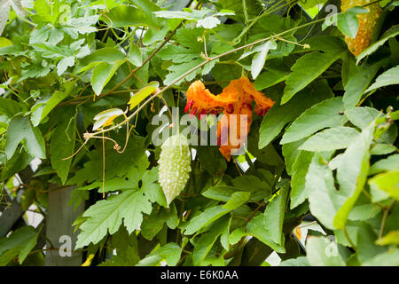 Amari frutti di melone (Momordica charantia) sulla vite Foto Stock