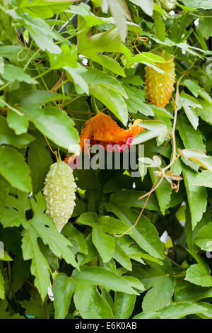 Amari frutti di melone (Momordica charantia) sulla vite Foto Stock