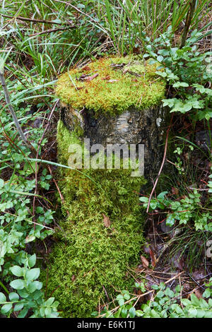 Coperte di muschio vecchio albero moncone, Finlandia Europa Foto Stock