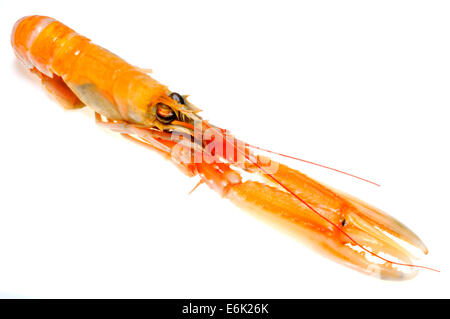 Materie Langoustine (Nephrops norvegicus) noto come lo scampo, la baia di Dublino i gamberi o scampi Foto Stock