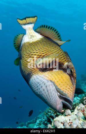 Titan Pesci balestra o gigante Pesci balestra (Balistoides viridescens) alimentazione, Oceano Indiano, Embudu, South Malé Atoll, Maldive Foto Stock