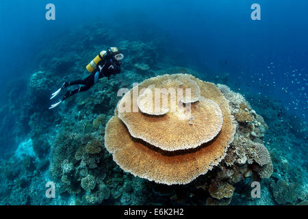 Scuba Diver guardando un pennello Coral (Acropora hyacinthus), Oceano Indiano, Embudu, South Malé Atoll, Maldive Foto Stock