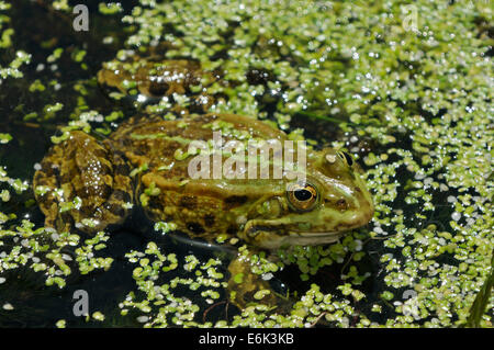 Marsh Rana - Rana ridibunda in erbaccia di anatra Foto Stock