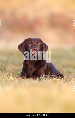 Il cioccolato Labrador Retriever, cane maschio giacente in erba, Germania Foto Stock
