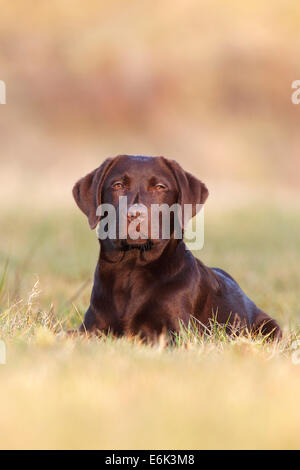 Il cioccolato Labrador Retriever, cane maschio giacente in erba, Germania Foto Stock