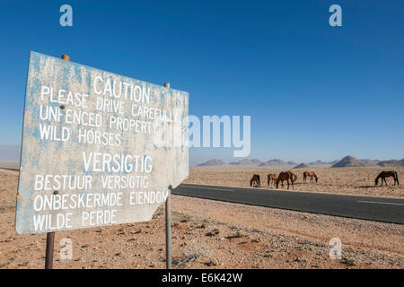 Avvertenza e cavalli selvaggi nel deserto del Namib, discendenti dei cavalli della coloniale tedesca la forza di protezione in tedesco a sud ovest Foto Stock