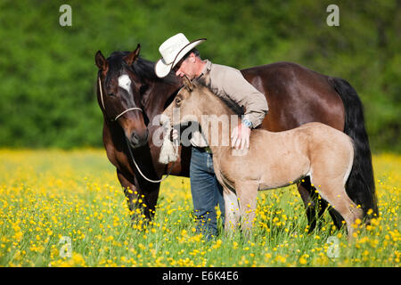 Cowboy con una baia e daino Quarter Horse, il mare e il puledro, su di un prato di fiori, Tirolo del nord, Austria Foto Stock