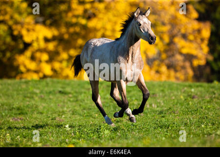 Quarter Horse, yearling, daino, al galoppo su un prato in autunno, Tirolo del nord, Austria Foto Stock