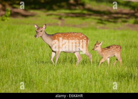 Sika cervo (Cervus nippon), hind con giovani, captive, Baviera, Germania Foto Stock