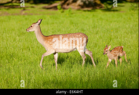 Sika cervo (Cervus nippon), hind con giovani, captive, Baviera, Germania Foto Stock