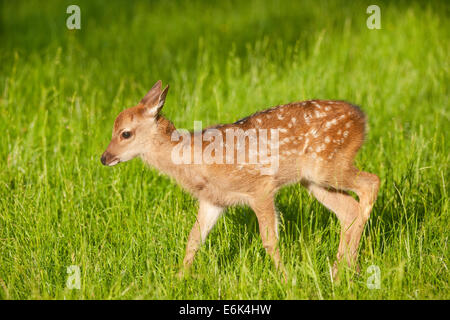 Sika cervo (Cervus nippon), Giovani in piedi su un prato, captive, Baviera, Germania Foto Stock