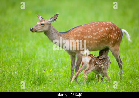 Sika cervo (Cervus nippon), hind lattante giovani, captive, Baviera, Germania Foto Stock