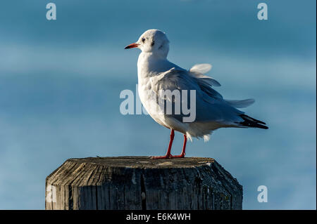 A testa nera (gabbiano Chroicocephalus ridibundus), Baviera, Germania Foto Stock