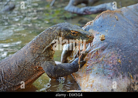 Drago di Komodo (Varanus komodoensis) alimentazione sulla carcassa di un bufalo che sono morti nella zona di mangrovia, Rinca Isola Foto Stock