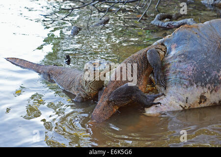 I draghi di Komodo (Varanus komodoensis) alimentazione sulla carcassa di un bufalo che sono morti nella zona di mangrovia, Rinca Isola Foto Stock