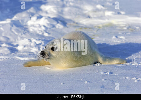 Arpa di tenuta o guarnizione a doppio spiovente (Pagophilus groenlandicus, Phoca groenlandica) pup sulla banchisa, le isole della Maddalena Foto Stock