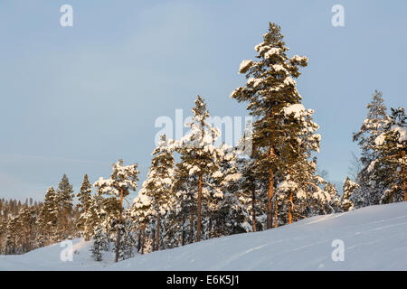 Coperta di neve alberi, vicino a Utsjoki, Lapponia, Finlandia Foto Stock