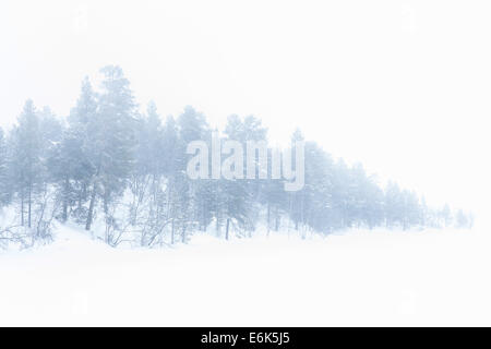 Coperta di neve alberi, vicino a Utsjoki, Lapponia, Finlandia Foto Stock