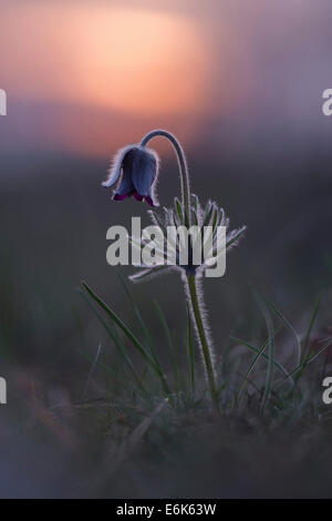 Nero "pasque flower (pulsatilla nigricans), Burgenland, Austria Foto Stock