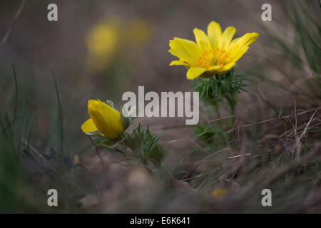 La molla di Adone o Fagiano's Eye (Adonis vernalis), Burgenland, Austria Foto Stock