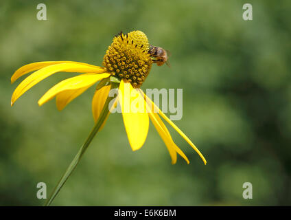 Il miele delle api (Apis mellifera) sul fiore di un lucido Coneflower (Rudbeckia nitida) Foto Stock