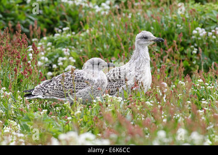 Grande nero-backed gull (Larus marinus), giovane bird non ancora maturi, Bird Island Hornøya, Varanger, Norvegia Foto Stock