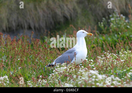 Aringa europea gabbiano (Larus argentatus), Adulto, bird island Hornøya, Varanger, Norvegia Foto Stock