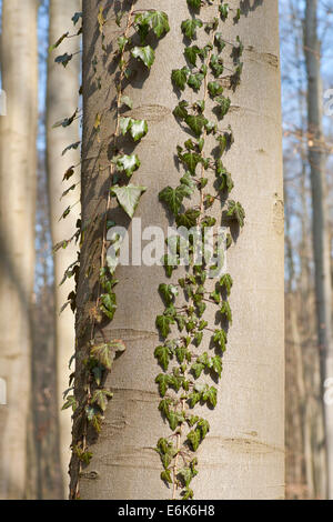 Edera comune (Hedera helix), su un comune betulla o faggio europeo, Parco Nazionale Hainich, Turingia, Germania Foto Stock