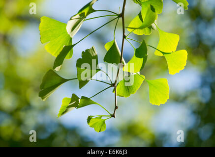 Il ginkgo (Ginkgo biloba), il ramo con foglie, Turingia, Germania Foto Stock