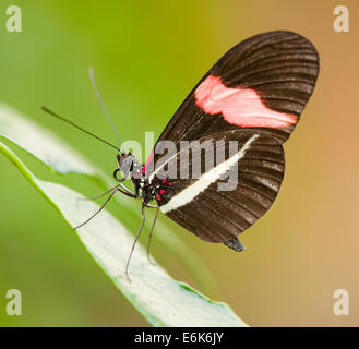 Red portalettere butterfly (Heliconius erato), captive, Turingia, Germania Foto Stock