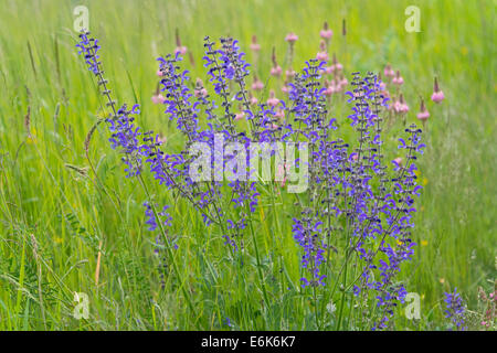 Clary prato prato o salvia (Salvia pratensis), fioritura, Turingia, Germania Foto Stock