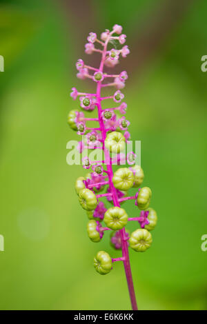 American pokeweed (Phytolacca americana), fiori e frutta, Turingia, Germania Foto Stock