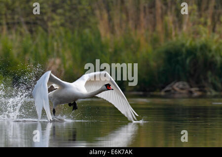 Cigno (Cygnus olor), avviamento, Meclemburgo-Pomerania Occidentale, Germania Foto Stock