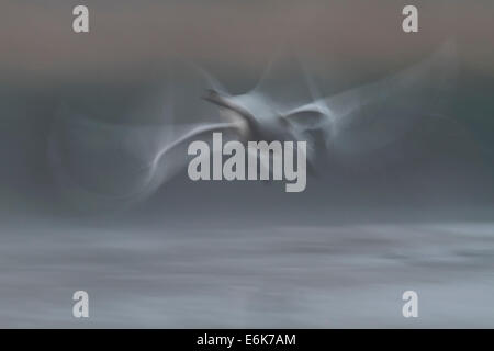 Cigno (Cygnus olor), avviamento, nebbia di mattina, Meclemburgo-Pomerania, Germania Foto Stock